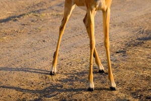 Desde Delhi: tour de 2 días a Jaipur con safari de tigres en Ranthambore