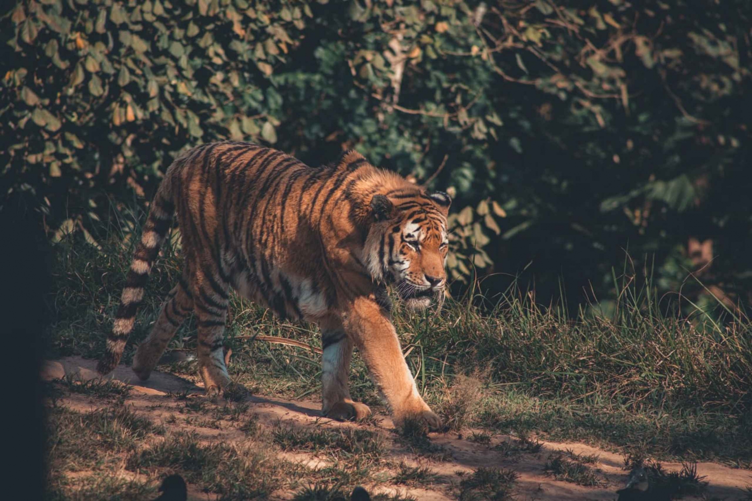 Från Delhi: 2 dagar Jim Corbett Tiger Safari Tour med bil