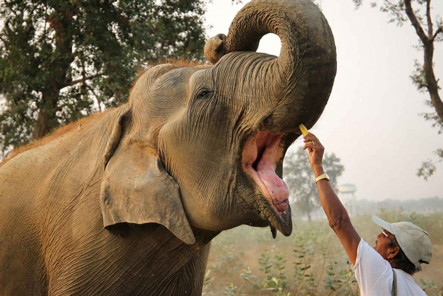 Delhistä: 3 päivän Kultaisen kolmion kiertomatka Elephant SOS:n kanssa