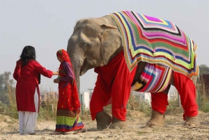 Vanuit Delhi: 3-daagse Gouden Driehoek Tour met Elephant SOS