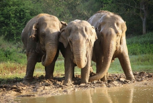 De Deli: Excursão de 3 dias ao Triângulo Dourado com Elephant SOS