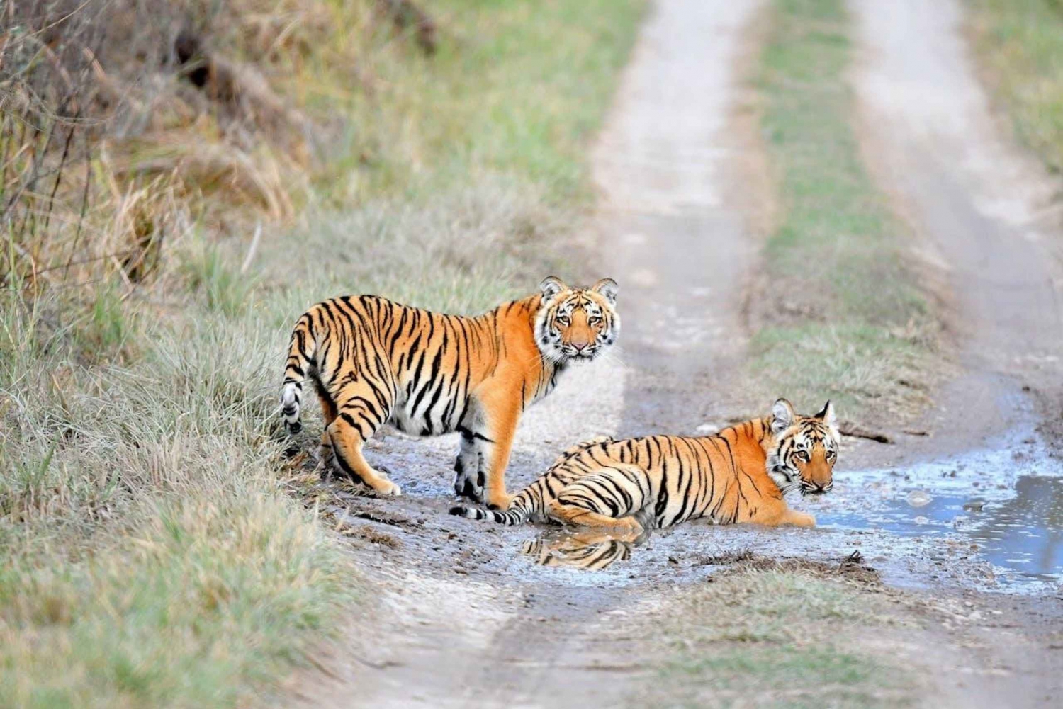 Fra Delhi: 3-dages Ranthambore Tiger Safari Tour