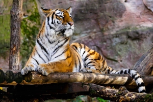 From Delhi: 3-Day Ranthambore Tiger Safari Tour