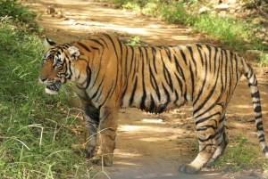 Z Delhi: 3-dniowa wycieczka Ranthambore Tiger Safari Tour