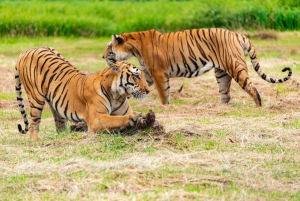 From Delhi: 3-Day Ranthambore Tiger Safari Tour