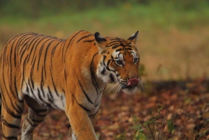 From Delhi: 3-Day Ranthambore Tiger Safari Tour