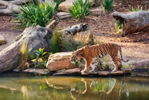 From Delhi: 3-Day Ranthambore Tiger Safari Tour