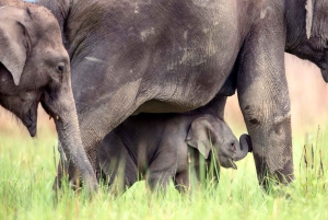 Fra Delhi: 3-dages udflugt til Jim Corbett National Park med dyreliv