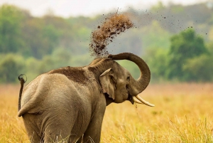 De Delhi: viagem de 3 dias pela vida selvagem ao Parque Nacional Jim Corbett