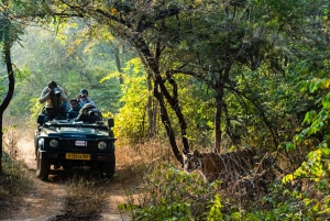 Au départ de Delhi : excursion de 3 jours dans le parc national de Jim Corbett