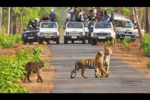 De Delhi: viagem de 3 dias pela vida selvagem ao Parque Nacional Jim Corbett