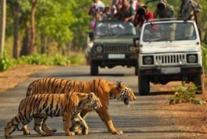 Fra Delhi: 3-dages udflugt til Jim Corbett National Park med dyreliv