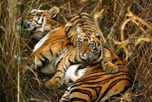 Van Delhi: driedaagse natuurtrip naar Jim Corbett National Park