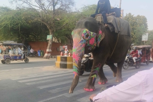 Fra Delhi: 3 dages tur i Den Gyldne Trekant