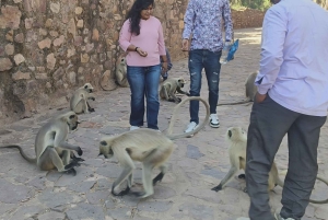 Fra Delhi: 3 dages tur i Den Gyldne Trekant