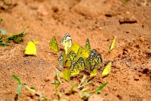 Tour di 6 giorni del Triangolo d'Oro: Taj Mahal, Jaipur e Ranthambore