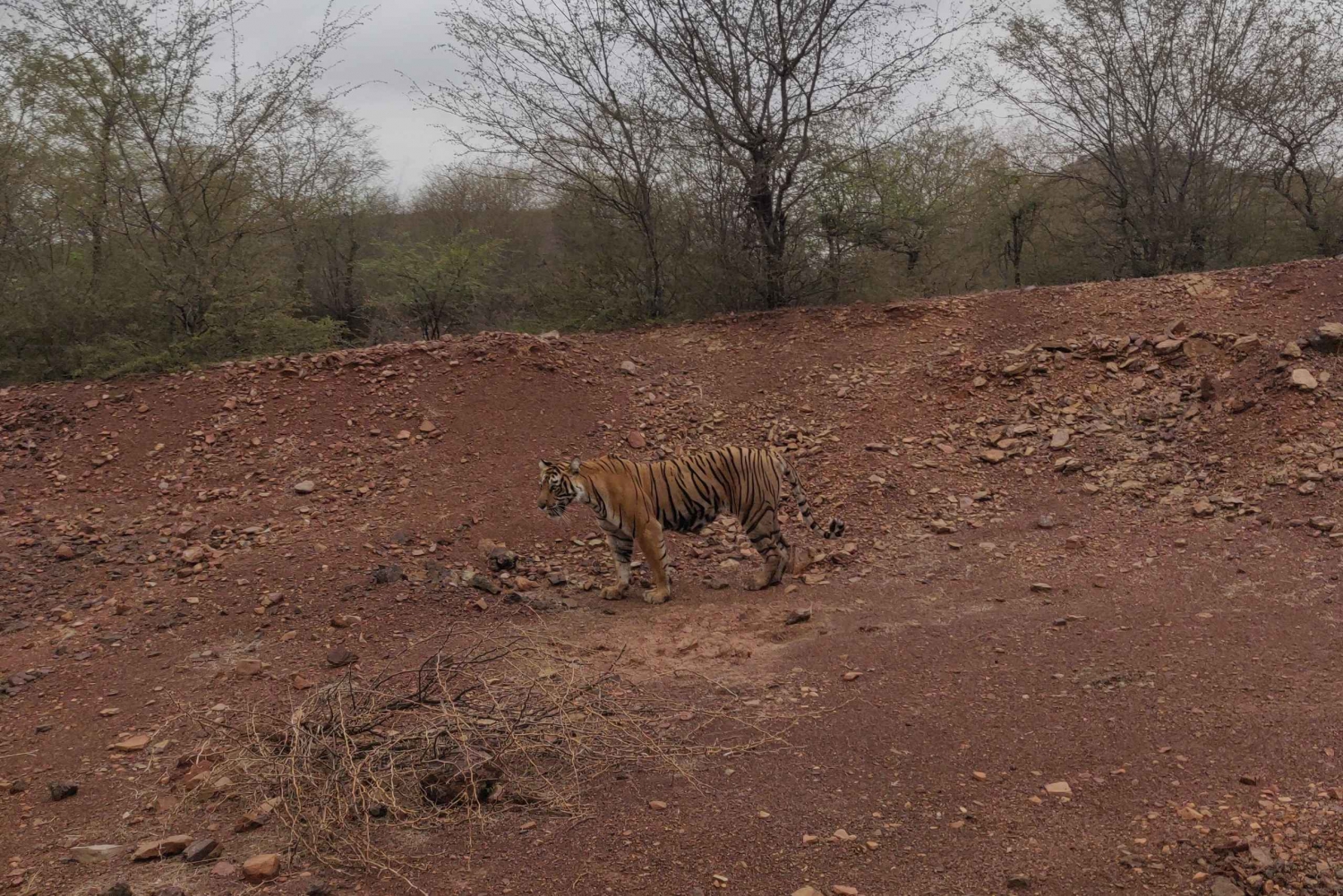 Delhi: Excursão privada de 3 dias a Jaipur e Safari do Tigre de Ranthambore