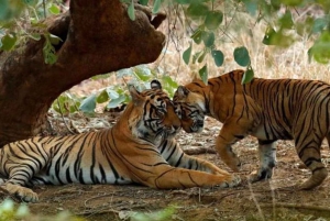 Da Delhi: Tour di 3 giorni di Jaipur e Ranthambore Wildlife Safari