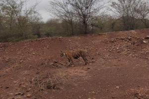 Delhi: Privat 3-dagers tur med tigersafari i Jaipur og Ranthambore