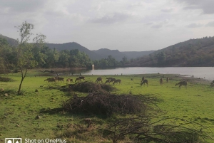 Delhi : Circuit privé de 3 jours à Jaipur et au safari des tigres de Ranthambore