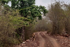 Delhi: Tour privato di 3 giorni con safari delle tigri di Jaipur e Ranthambore