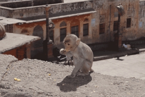 Z Delhi: 3-dniowa prywatna wycieczka po Złotym Trójkącie