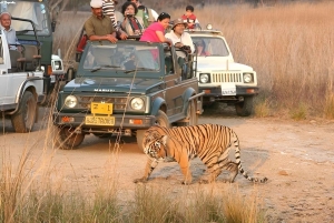 Ab Delhi: 4-tägige Delhi-, Agra-, Jaipur- & Tiger-Safari-Tour