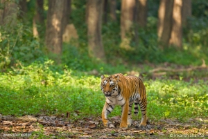 Ab Delhi: 4-tägige Delhi-, Agra-, Jaipur- & Tiger-Safari-Tour