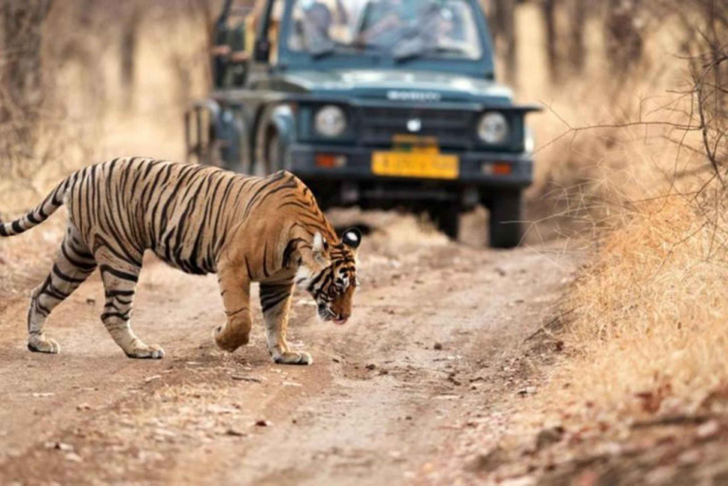 Delhistä: 4 päivän Golden Triangle & Ranthambore opastettu kierros