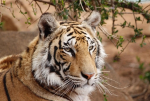 Fra Delhi: 4-dagers guidet tur i Den gylne trekant og Ranthambore