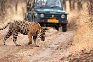 Från Delhi: 4-dagars guidad tur i Gyllene triangeln och Ranthambore