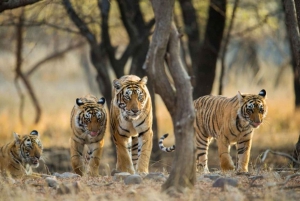 Da Delhi: Tour guidato di 4 giorni del Triangolo d'Oro e Ranthambore