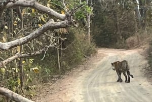 Ab Delhi: 4-tägige geführte Tour zum Goldenen Dreieck & Ranthambore