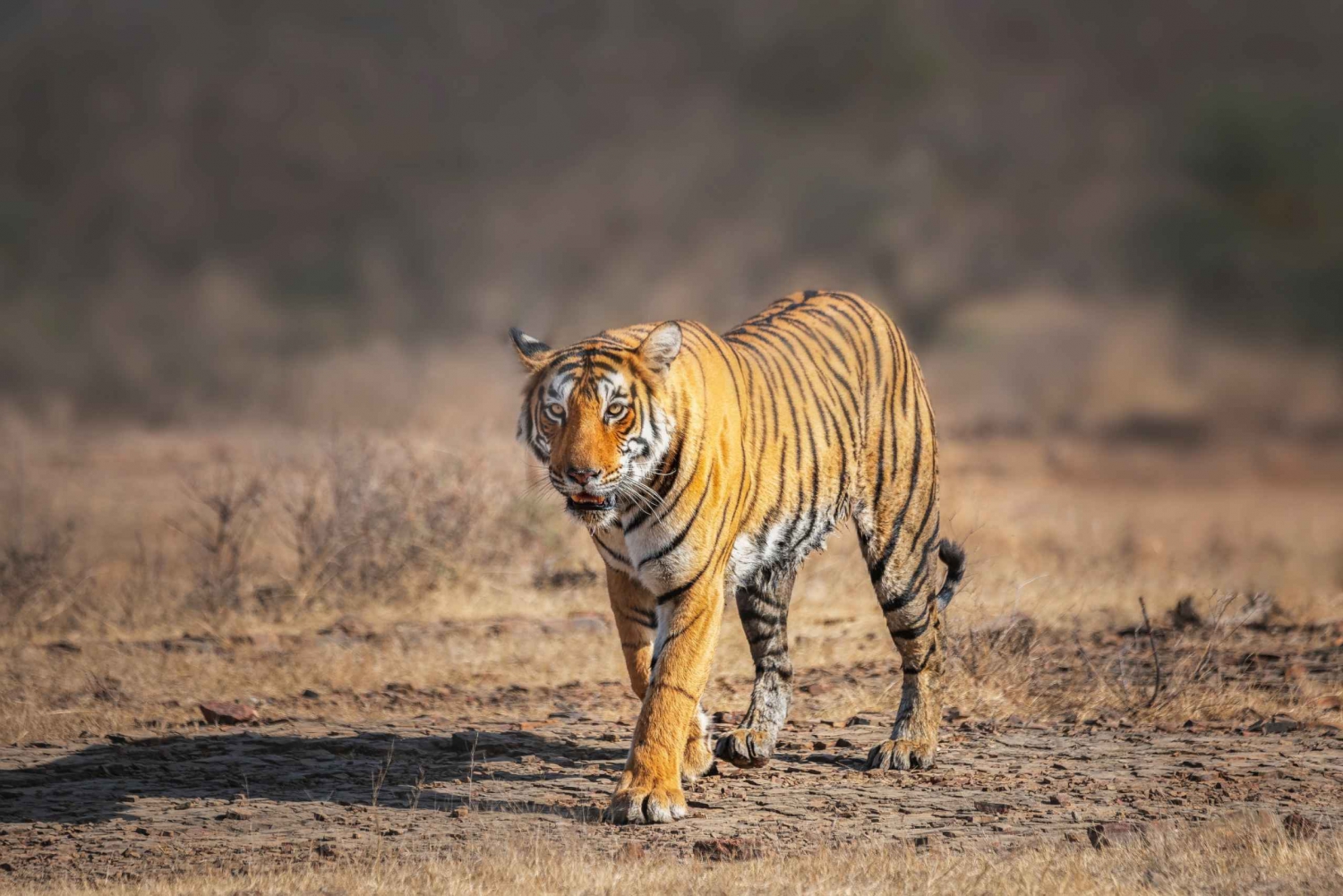 Delhistä: 4-päiväinen Kultainen kolmio & Ranthambore Tiger Safari