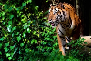 Au départ de Delhi : excursion de 4 jours dans le Triangle d'Or avec Ranthambore