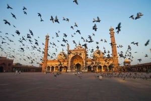 From Delhi: 4 Days Guided Tour to Agra, Ranthambore & Jaipur