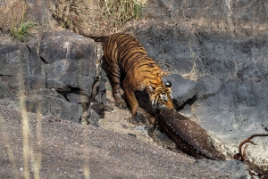 De Délhi: 4 dias de tour guiado para Agra, Ranthambore e Jaipur