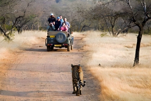 Z Delhi: 4-dniowa wycieczka z przewodnikiem do Agry, Ranthambore i Jaipuru