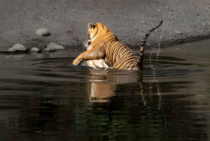 Från Delhi: 4 dagars guidad tur till Agra, Ranthambore och Jaipur