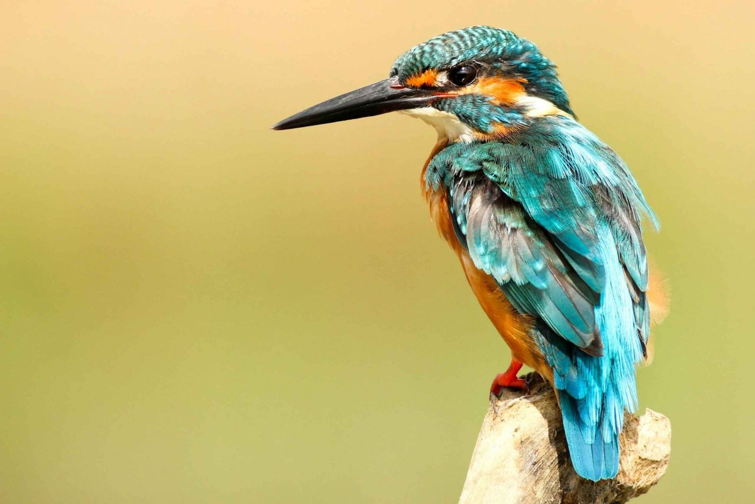 From Delhi: 5-Day Golden Triangle, Safari & Birds Tour
