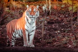 From Delhi: 5-Day Golden Triangle Tour with Safari & Birds