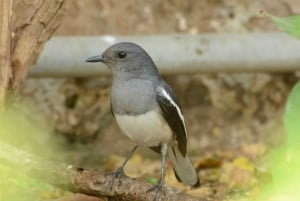 From Delhi: 5-Day Golden Triangle Tour with Safari & Birds