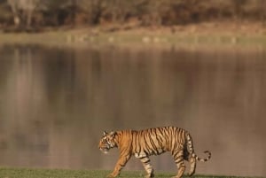 Fra Delhi: 5-dagers tur til Den gylne trekant og tigersafari