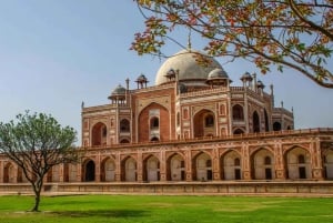 Fra Delhi: 5-dagers tur til Den gylne trekant og tigersafari