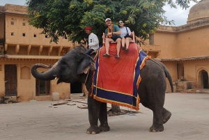 Fra Delhi: 5-dagers tur til Den gylne trekant og tigersafari