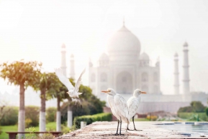 Desde Delhi: Safari de 5 días al Triángulo de Oro y al Tigre de Ranthambore