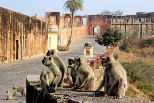 Vanuit Delhi: 5-daagse Golden Triangle & Ranthambore Tiger Safari