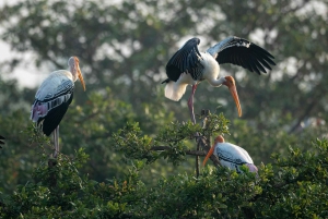 Vanuit Delhi: 5 daagse Gouden Driehoek, safari en vogelreservaat