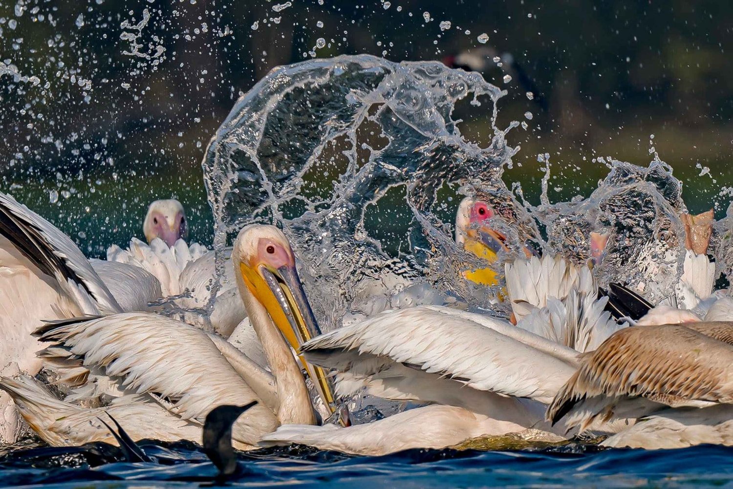 From Delhi: 5-Day Golden Triangle, Safari & Birds Tour