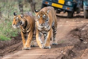 From Delhi: 5-Day Golden Triangle & Tiger Safari Journey
